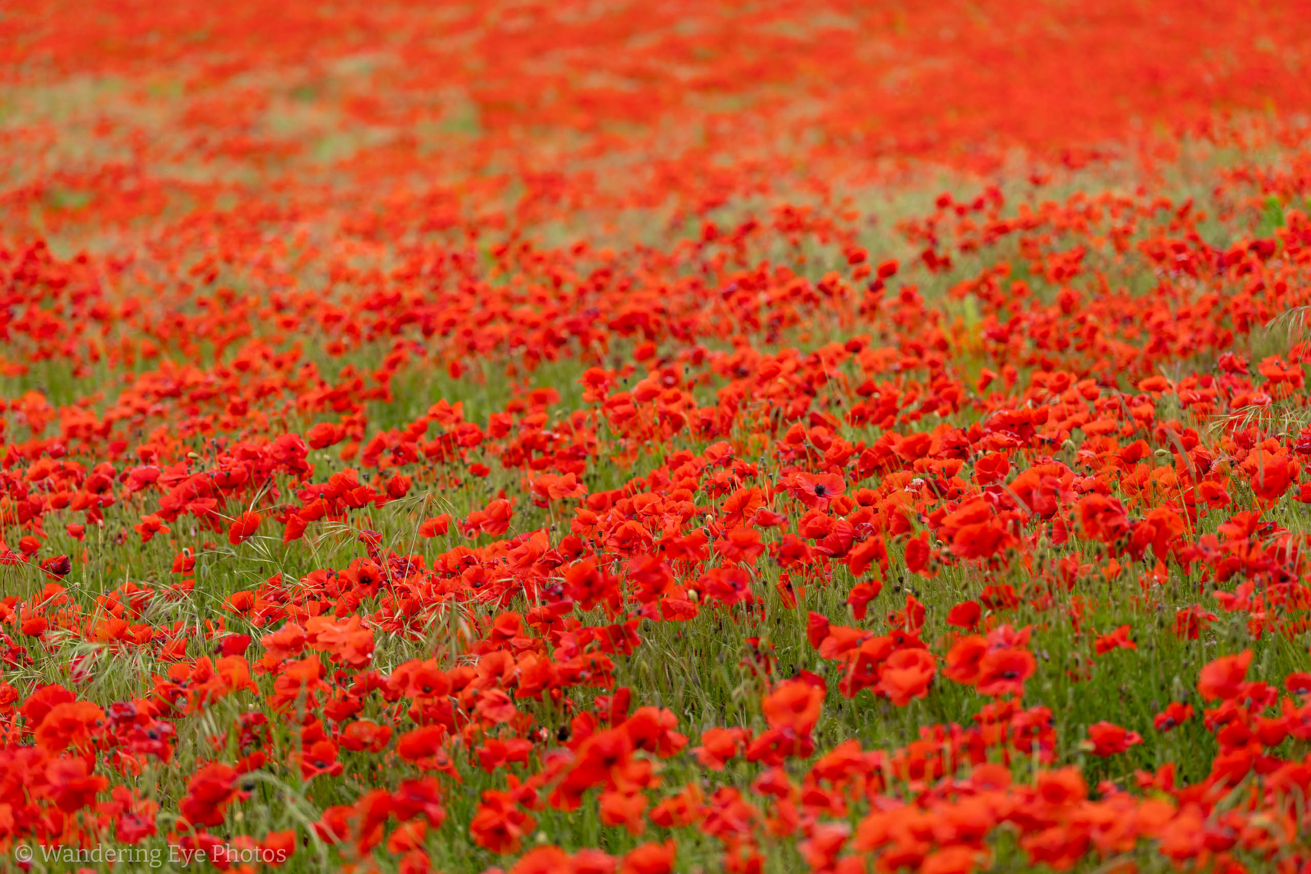 06.28 11.51.01   DSC08595